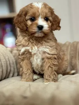 Cavapoo - szczeniaczki, pieski i suczki, tata Pudel Toy, mama Cavalier, , Częstochowa 