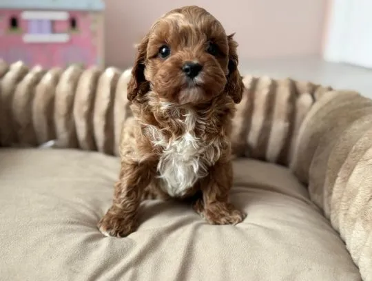Cavapoo - szczeniaczki, pieski i suczki, tata Pudel Toy, mama Cavalier, , Częstochowa 