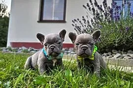Buldog francuski