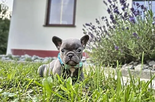 Buldog francuski, Małopolskie, Targanice