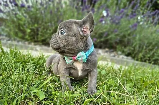 Buldog francuski, Małopolskie, Targanice