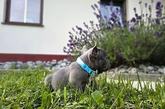 Buldog francuski, Małopolskie, Targanice