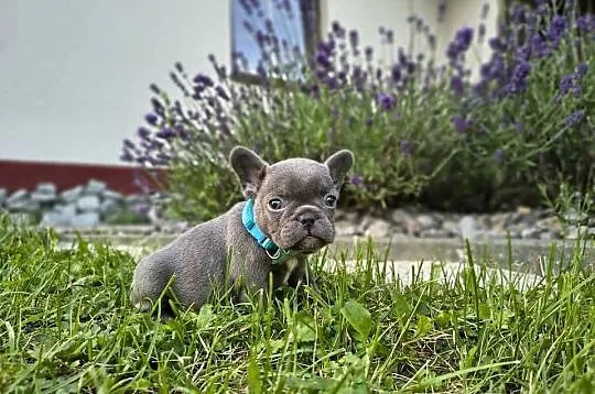 Buldog francuski, Małopolskie, Targanice