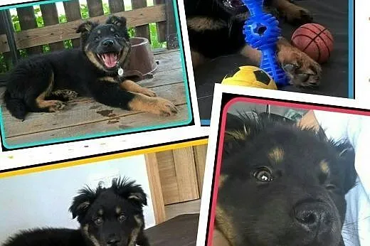 Hugo piękny psi dzieciak szuka domu,  mazowieckie 