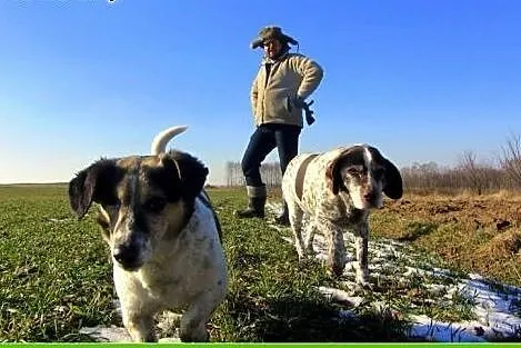 Buba - słodka Panna do adopcji,  świętokrzyskie St