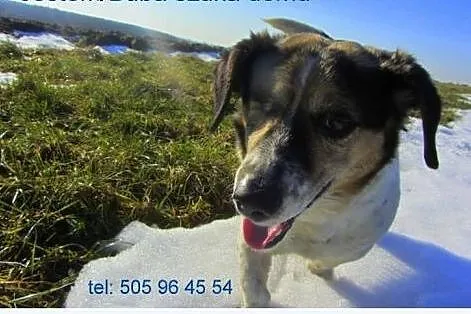 Buba - słodka Panna do adopcji,  świętokrzyskie St