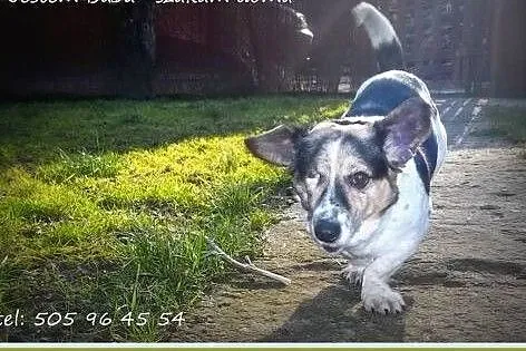 Buba - słodka Panna do adopcji,  świętokrzyskie St