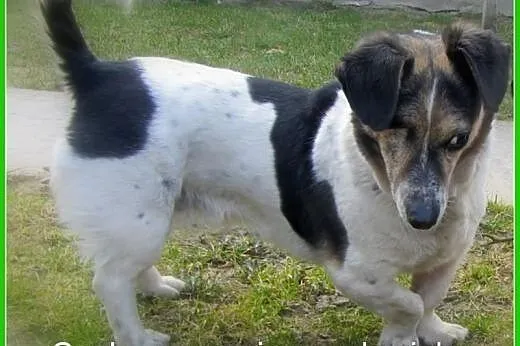 Buba - słodka Panna do adopcji,  świętokrzyskie St