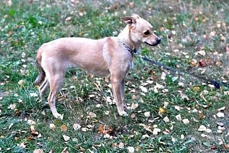 LILI-sliczna,wysterylizowana,10 mies,adopcja!,  świętokrzyskie Kielce