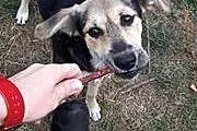 Tina 4 miesięczna sunia do adopcji FILMIK,  mazowieckie Warszawa
