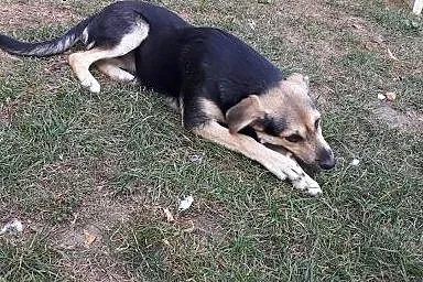 Tina 4 miesięczna sunia do adopcji FILMIK,  mazowi