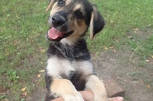 Tina 4 miesięczna sunia do adopcji FILMIK,  mazowi
