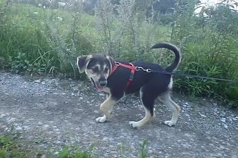 Tina 4 miesięczna sunia do adopcji FILMIK,  mazowi