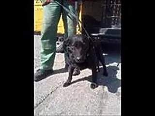 Murzynek - senior prosi o dom i choć kawałek Twoje