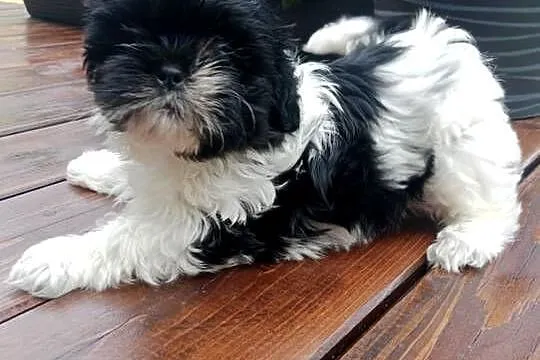 Suczka shihtzu śliczna