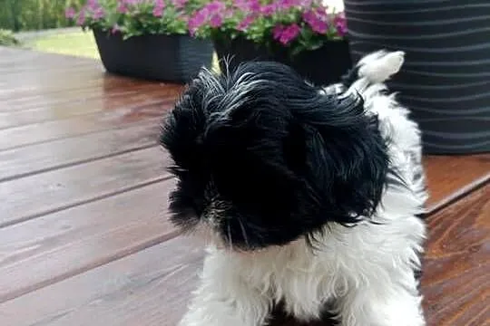 Suczka shihtzu śliczna, Świętokrzyskie, Krasocin