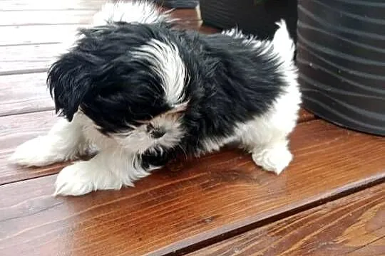 Suczka shihtzu śliczna, Świętokrzyskie, Krasocin