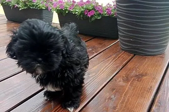 Suczka shihtzu śliczna, Świętokrzyskie, Krasocin