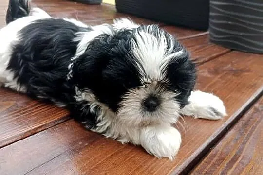 Suczka shihtzu śliczna, Świętokrzyskie, Krasocin