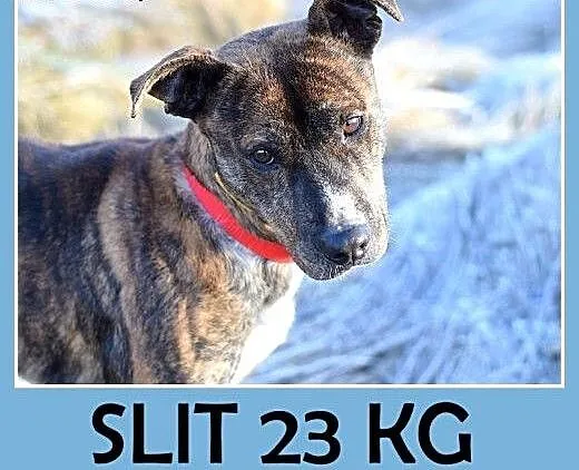 24kg,średni,amstaff mix,łagodny,tulaśny piesek SŁI