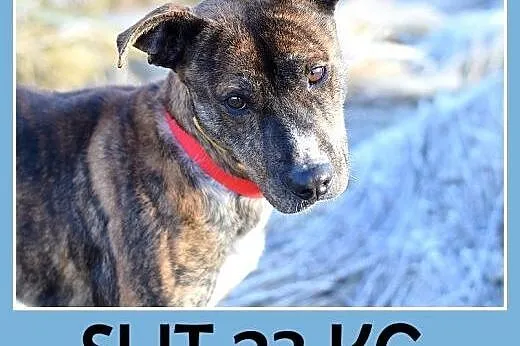 24kg,średni,amstaff mix,łagodny,tulaśny piesek SŁI