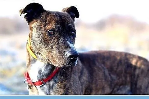 24kg,średni,amstaff mix,łagodny,tulaśny piesek SŁI