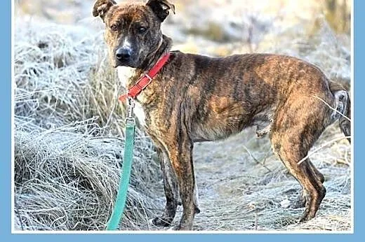 24kg,średni,amstaff mix,łagodny,tulaśny piesek SŁI