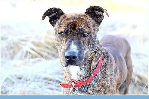 24kg,średni,amstaff mix,łagodny,tulaśny piesek SŁI