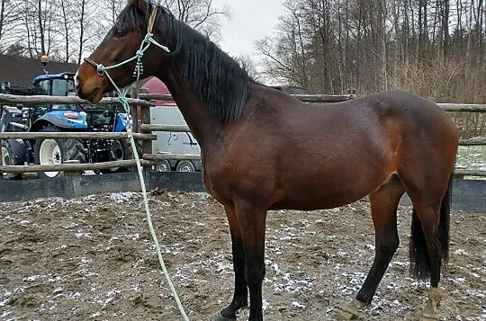 koń małopolski, wałach 3 lata, Małopolskie, Kęty