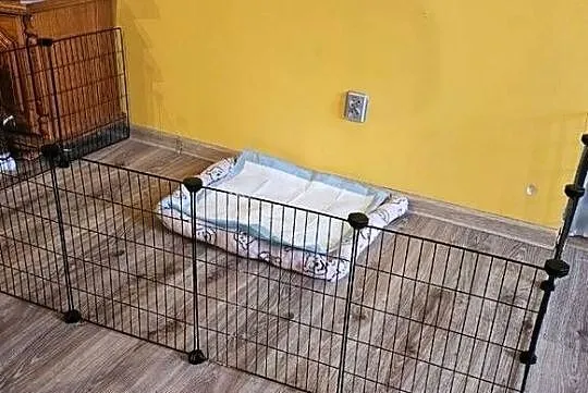 Klatka dla gryzoni kojec wybieg dla świnki morskiej DIY