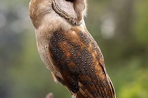 Tyto alba SOWY Płomykówki młode oswojone