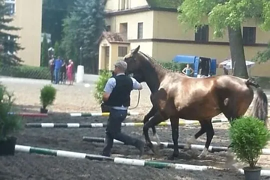 Newada - klacz wlkp