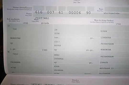 Newada - klacz wlkp
