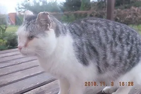 Kocur Nosek pilnie szukamy domu tymczasowego lub s