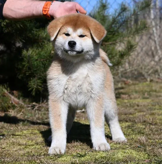 Akita inu akita japońska samiec po Championie Polski gotowy do odbioru, , Pierzchno