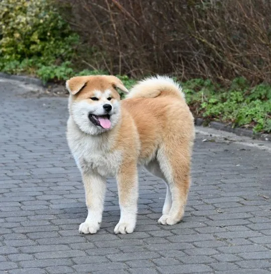 Akita inu akita japońska samiec po Championie Polski gotowy do odbioru, , Pierzchno