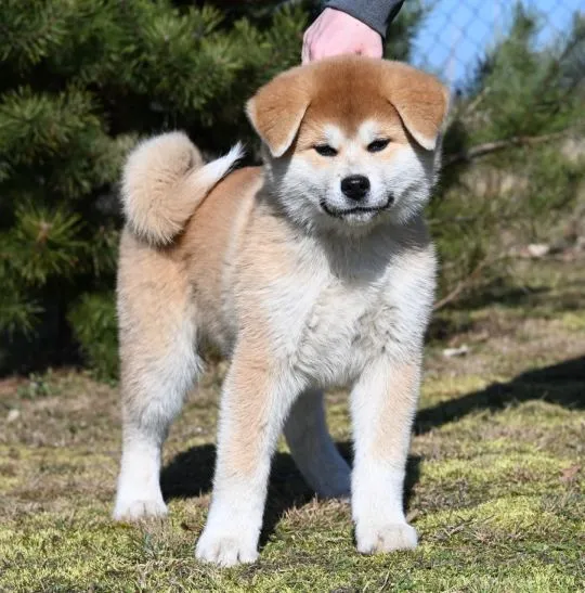 Akita inu akita japońska samiec po Championie Polski gotowy do odbioru, , Pierzchno