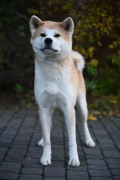 Akita inu akita japońska samiec po Championie Polski gotowy do odbioru, , Pierzchno