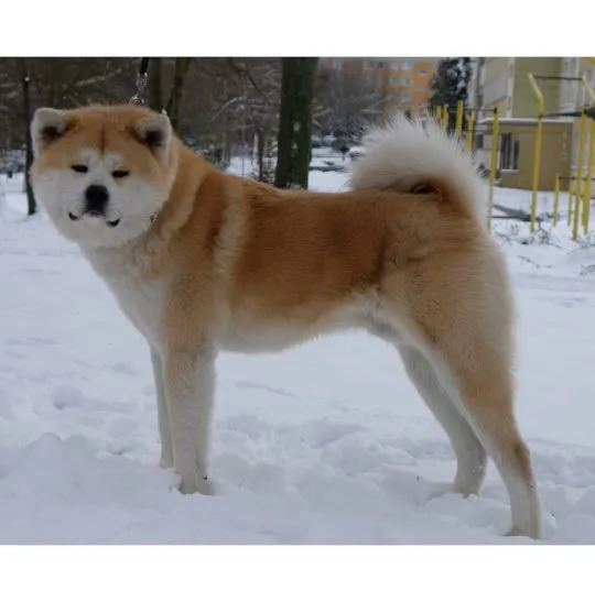 Akita inu akita japońska samiec po Championie Polski gotowy do odbioru, , Pierzchno