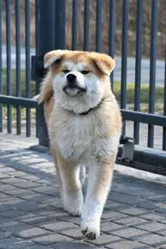 Akita inu akita japońska samiec po Championie Polski gotowy do odbioru, , Pierzchno