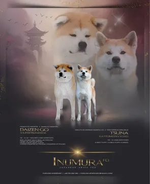 Akita inu akita japońska samiec po Championie Polski gotowy do odbioru, , Pierzchno