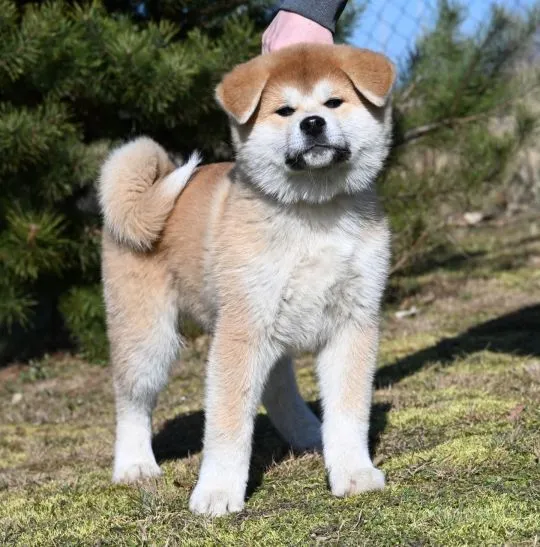Akita inu akita japońska samiec po Championie Polski gotowy do odbioru