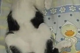 Dotty - niesamowita kotka szuka domu,  dolnośląski