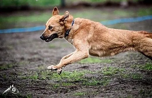 Już pędzę, Już lecę! Oto LORI co człowieka chce do