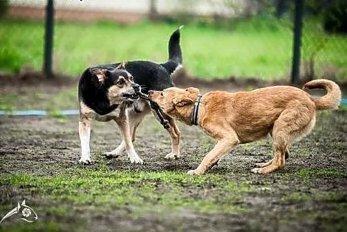 Już pędzę, Już lecę! Oto LORI co człowieka chce do
