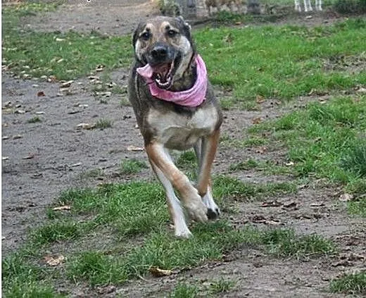 Przyjazna, uśmiechnięta Ira - łagodna suczka ADOPC