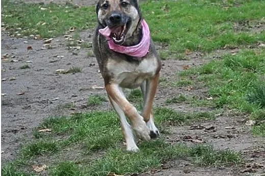 Przyjazna, uśmiechnięta Ira - łagodna suczka ADOPC