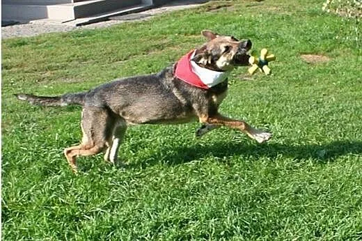 Przyjazna, uśmiechnięta Ira - łagodna suczka ADOPC