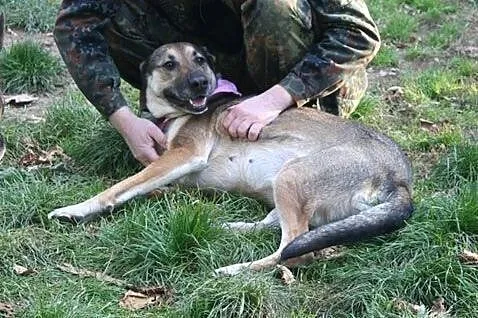 Przyjazna, uśmiechnięta Ira - łagodna suczka ADOPC
