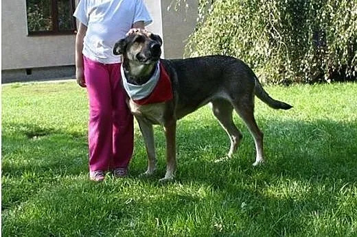 Przyjazna, uśmiechnięta Ira - łagodna suczka ADOPC